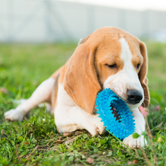 A Happy Pup and Its Favorite Toy